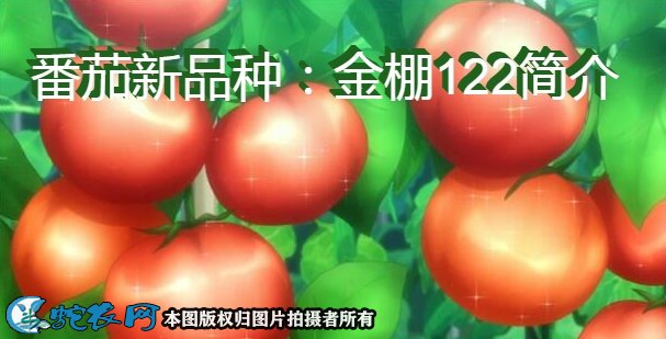 番茄新品种：金棚122简介