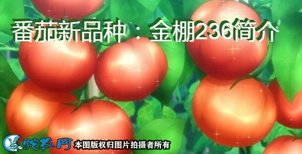 番茄新品种：金棚236简介
