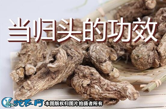 当归头图片1