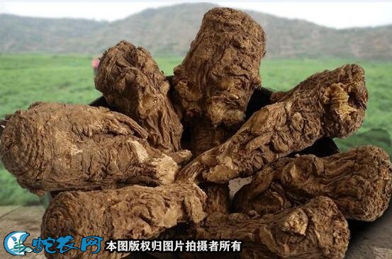 当归头图片3