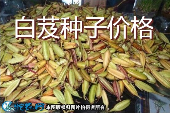 白芨种子价格图1