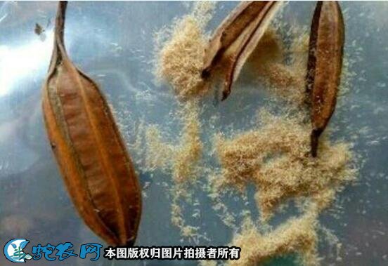 白芨种子价格图2
