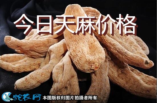 天麻价格图1