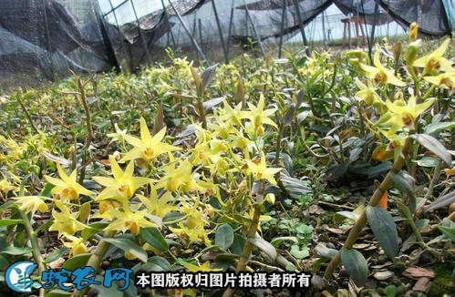 铁皮石斛的作用图4