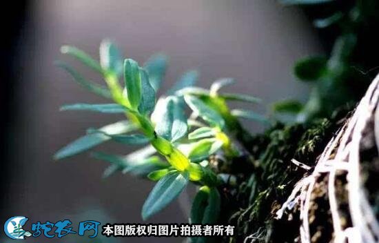 铁皮石斛的作用图6