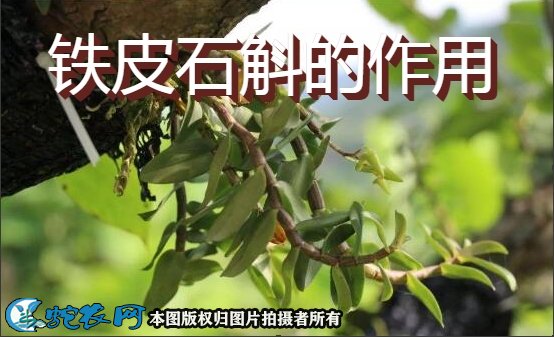 铁皮石斛的作用图1