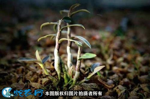 铁皮石斛的作用图