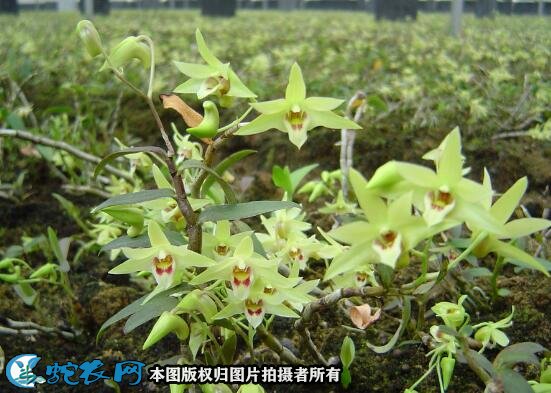 铁皮石斛的作用图3
