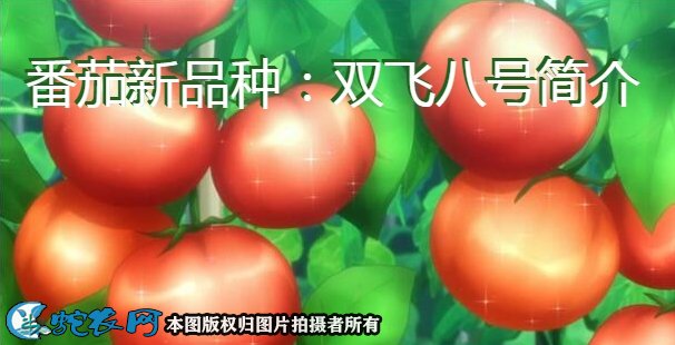 番茄新品种：双飞八号简介