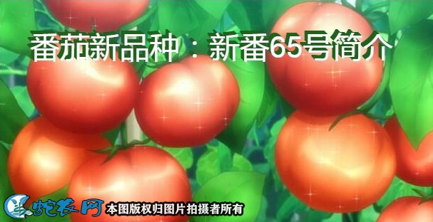 番茄新品种：新番65号简介