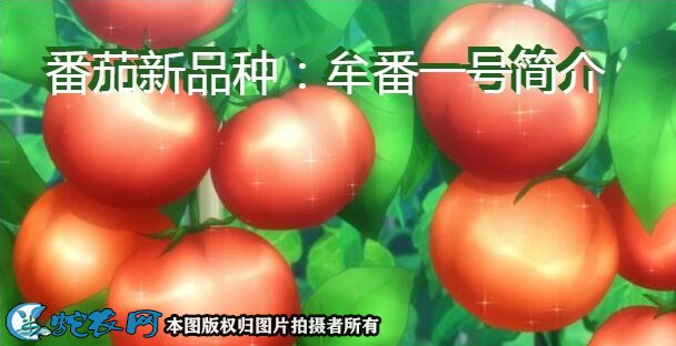 番茄新品种：牟番一号简介