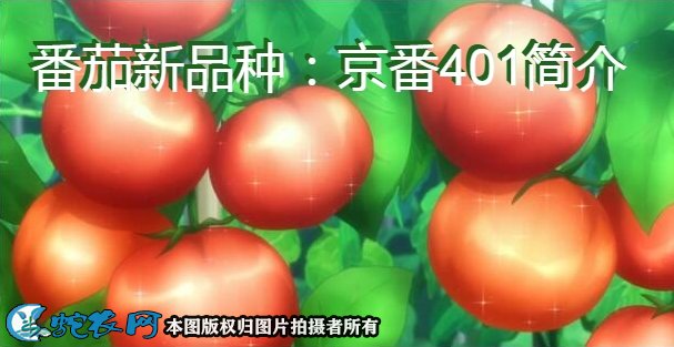 番茄新品种：京番401简介