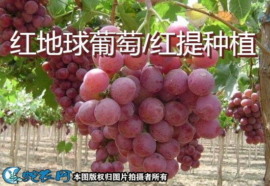 葡萄种植方法图4
