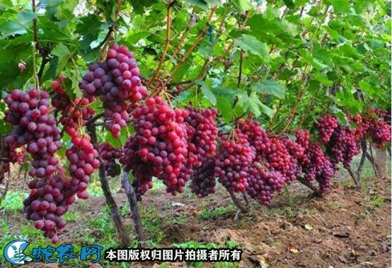 葡萄种植方法图2