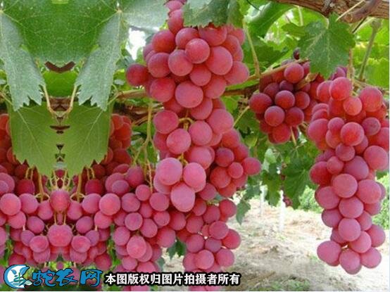 葡萄种植方法图3