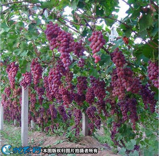 葡萄种植方法图8