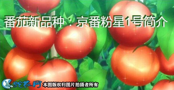 番茄新品种：京番粉星1号简介