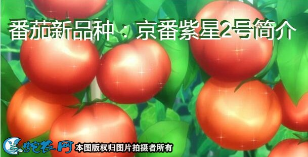 番茄新品种：京番紫星2号简介