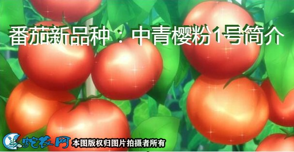 番茄新品种：中青樱粉1号简介
