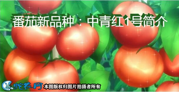 番茄新品种:中青红1号简介