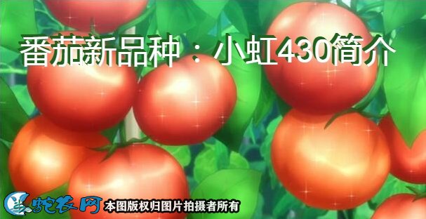 番茄新品种:小虹430简介