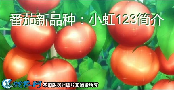 番茄新品种:小虹123简介
