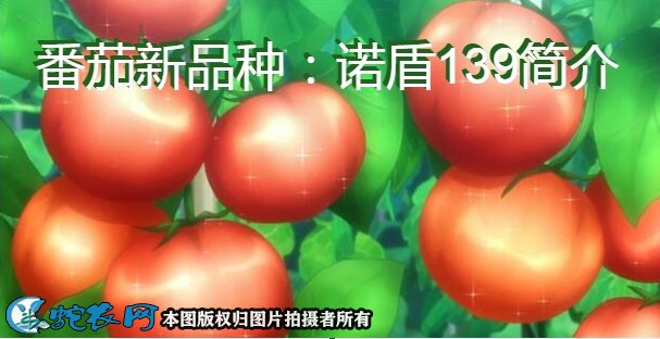 番茄新品种:诺盾139简介