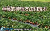 草莓的种植、草莓的种植方法和技术？