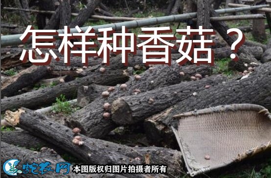 怎样种香菇图1