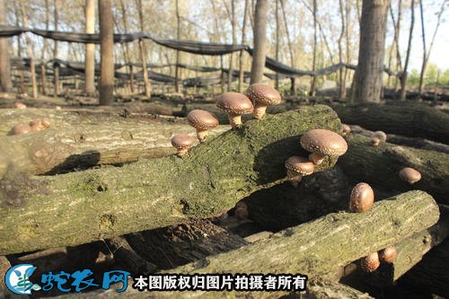 怎样种香菇图2