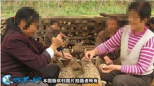 怎样种香菇图3