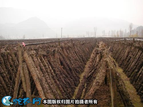 怎样种香菇图7