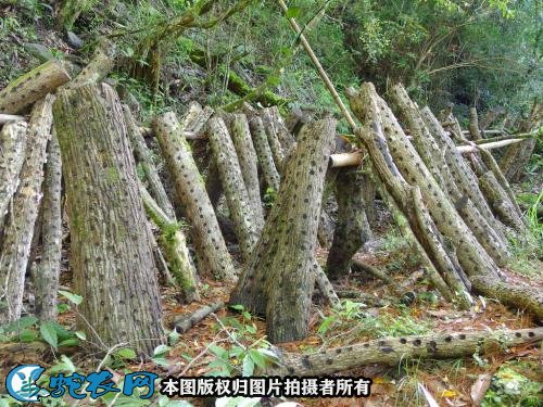 怎样种香菇图8