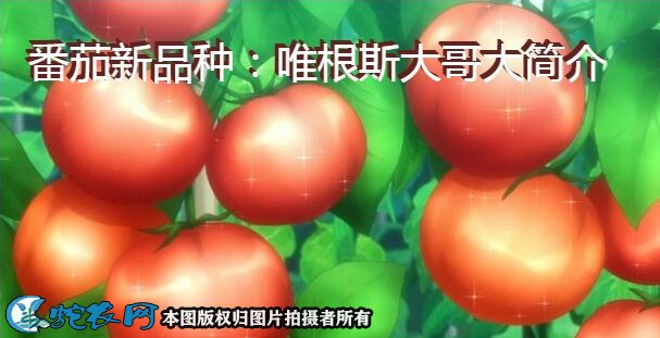 番茄新品种:唯根斯大哥大简介