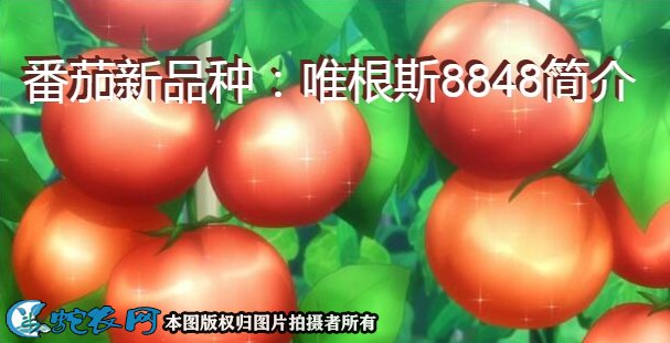 番茄新品种:唯根斯8848简介
