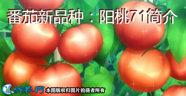 番茄新品种:阳桃71简介