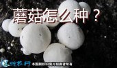 蘑菇怎么种？冬闲田栽培蘑菇的技术！