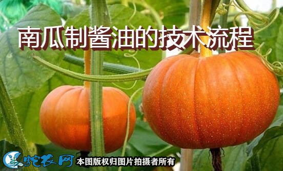 一种南瓜制酱油的技术流程