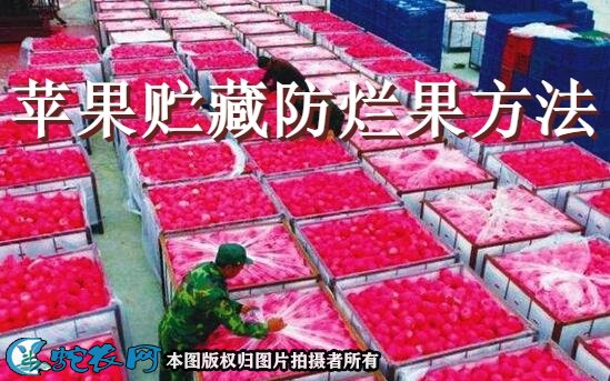 苹果贮藏防烂果方法