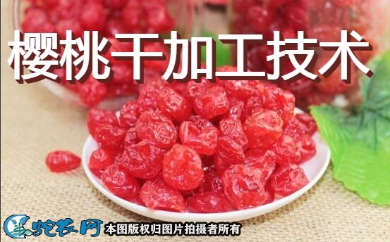 樱桃干加工技术