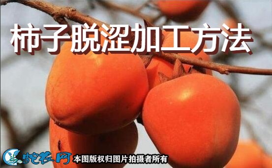 柿子脱涩加工方法
