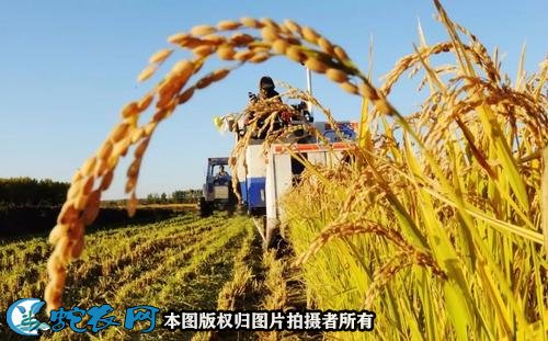 2021年农村土地补贴政策图3
