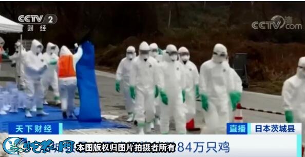 日本禽流感疫情已波及17个一级行政区!