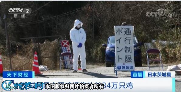 日本禽流感疫情已波及17个一级行政区!