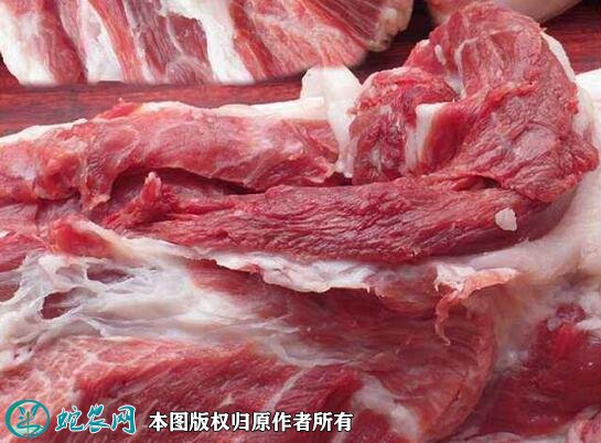 猪肉价格