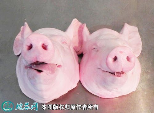2021年2月7日猪头价格行情、今日猪头肉多少钱一斤?