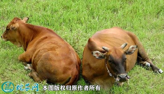 2021年2月7日肉牛价格行情、今日肉牛多少钱一头?