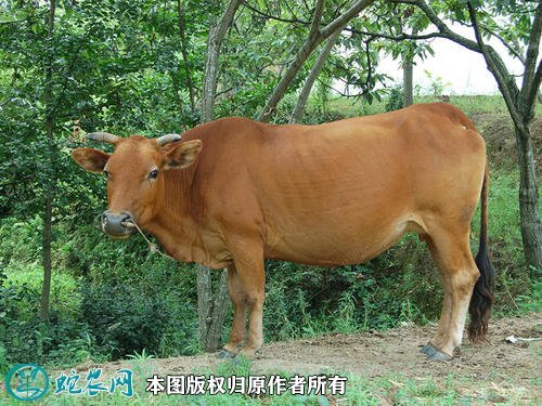 2021年2月7日黄牛价格行情、今日黄牛多少钱一头?