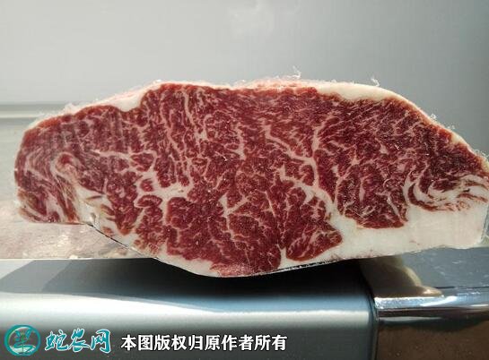 2021年2月8日牛腹肉价格行情、今日牛腹肉多少钱一斤?
