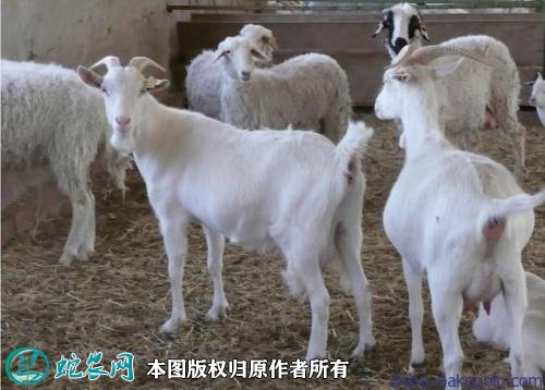 2021年2月8日山羊价格行情、今日山羊多少钱一只?